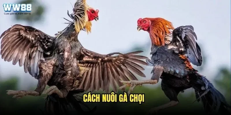 Cách Nuôi Gà Chọi