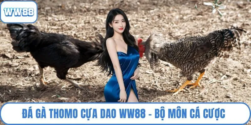 Đá gà Thomo cựa dao
